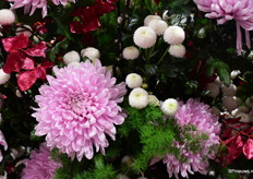 De Honeymoon en de Newton van Deliflor. Beide soorten waren genomineerd voor de Glazentulp.